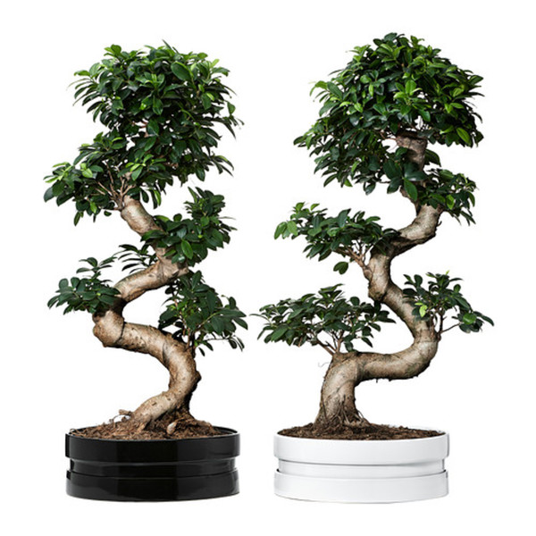 Ficus microcarpa compacta