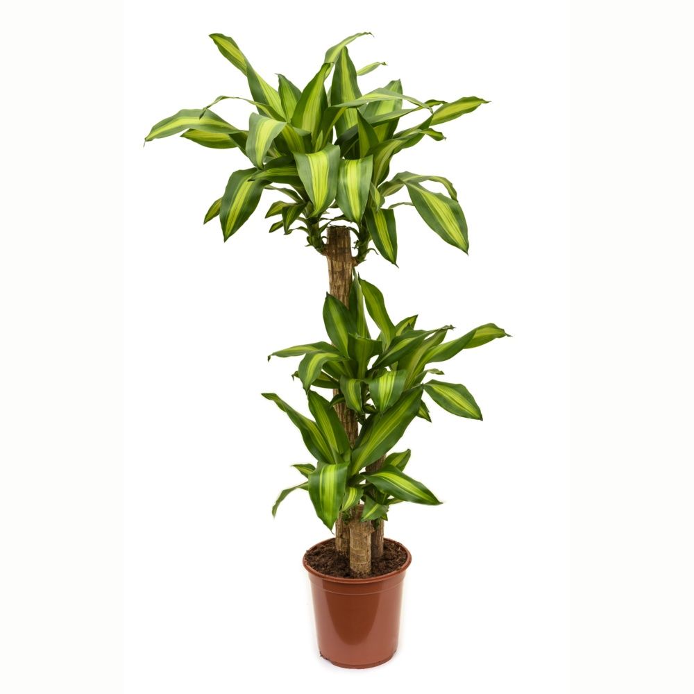 Dracaena Fragrans Massangana The Plantbox