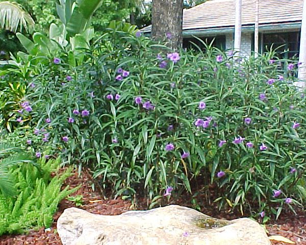 Ruellia Ciliosa The Plantbox